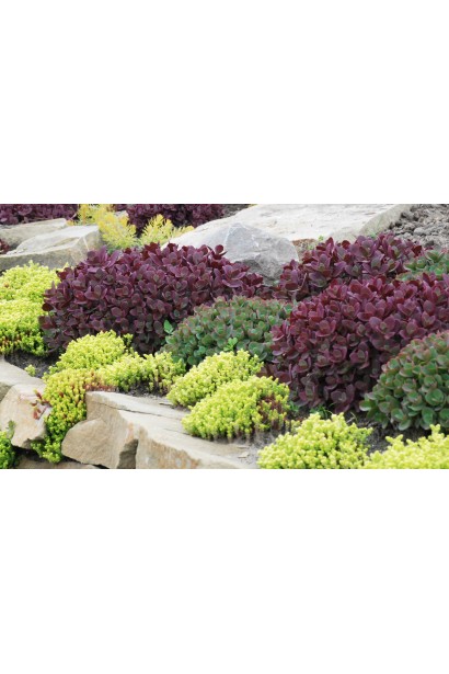 Очиток видний Лайм Зінгер ландшафтна композиція